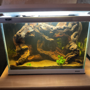 Aquarium killis