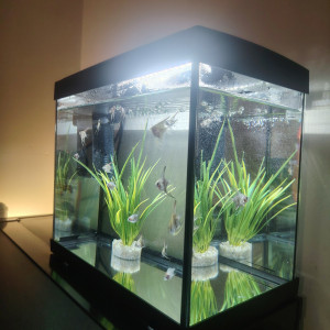 Aquarium et poisson