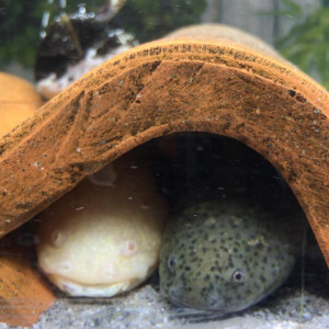 Donne axolotl femelle grise de 3 ans