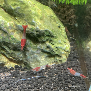 Crevettes Rili Red souche Kohaku