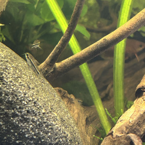 Corydoras pygmaeus
