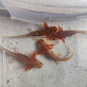 Axolotls juvéniles