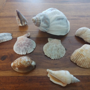 Lot de coquillage de décoration