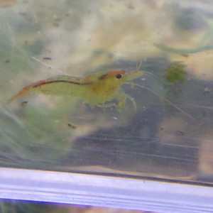Crevettes