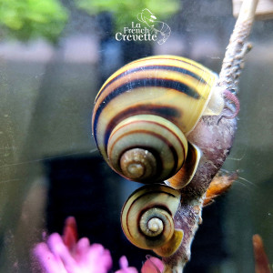 Escargot Asolene spixii
