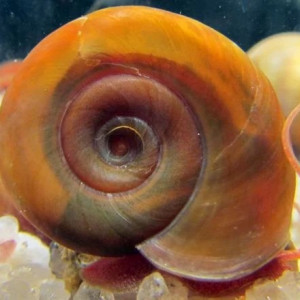 Planorbe/escargot marron