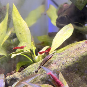 Otocinclus