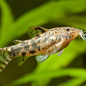 Aspidoras taurus