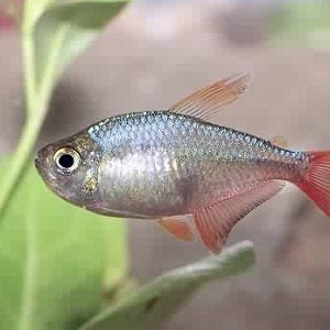 Astyanax aurocaudatus
