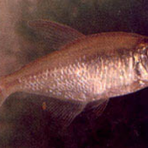 Astyanax daguae