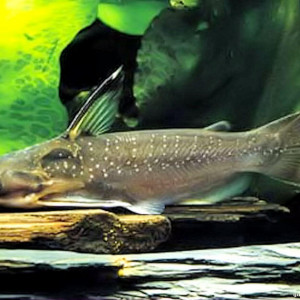 Auchenipterichthys thoracatus