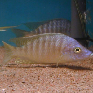 Aulonocara rostratum