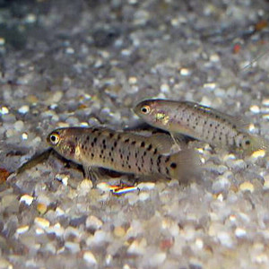 Badis pyema