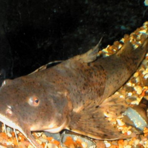 Bagarius bagarius 