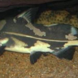 Bagroides melapterus