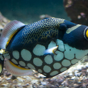 Balistoides  conspicillum