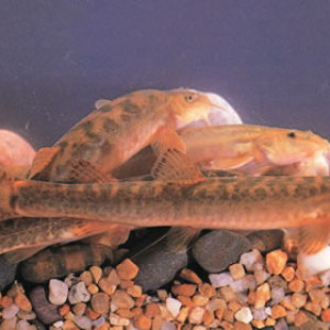 Barbatula merga