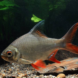 Barbonymus altus