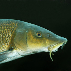 Barbus acuticeps