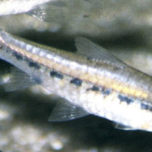 Barbus acutirostris