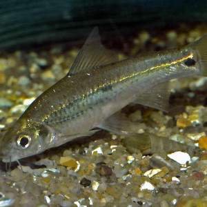 Barbus urostigma