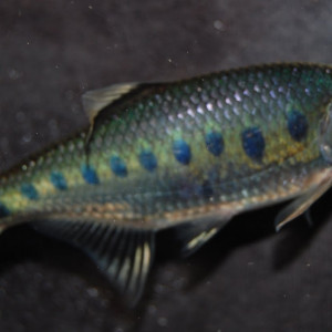 Barilius bakeri 