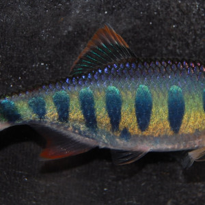 Barilius canarensis 