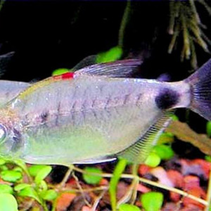 Bathyaethiops breuseghemi