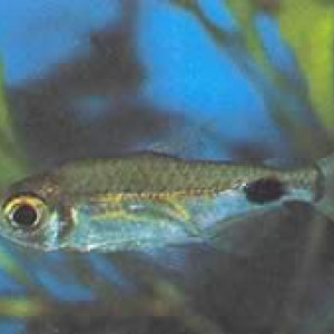 Bathyaethiops greeni