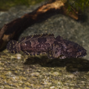 Batrachomoeus trispinosus