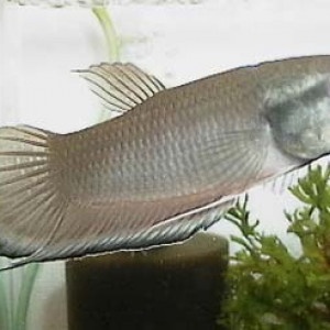 Betta breviobesus