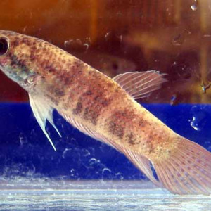 Betta chini