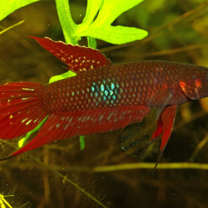 Betta coccina