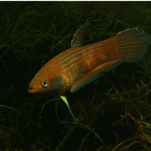 Betta cracens