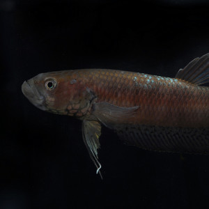 Betta gladiator