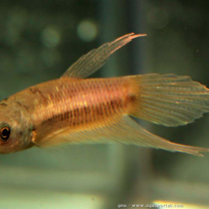Betta hipposideros