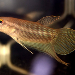 Betta ibanorum