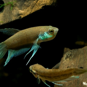 Betta lehi