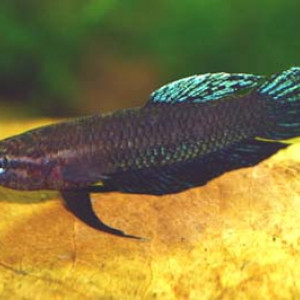 Betta miniopinna