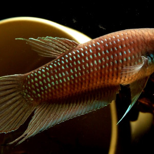 Betta obscura