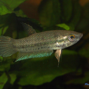 Betta pallida