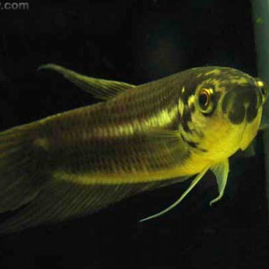 Betta pi