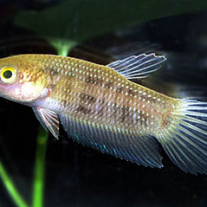Betta pugnax
