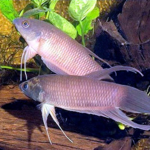 Betta renata
