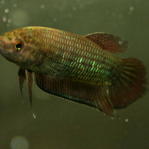 Betta simorum