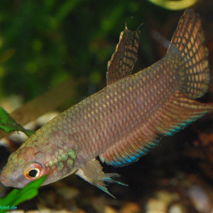 Betta stigmosa