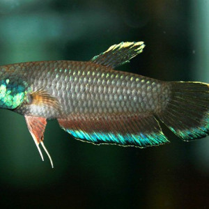 Betta taeniata