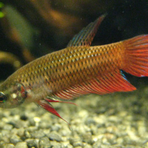Betta tussyae