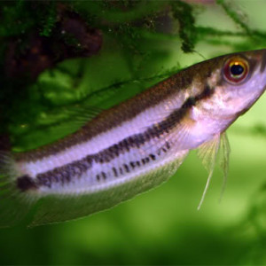Betta waseri