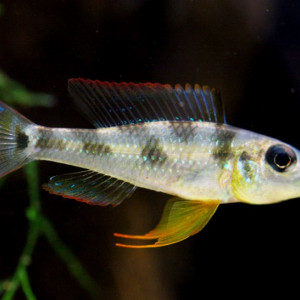 Biotoecus opercularis